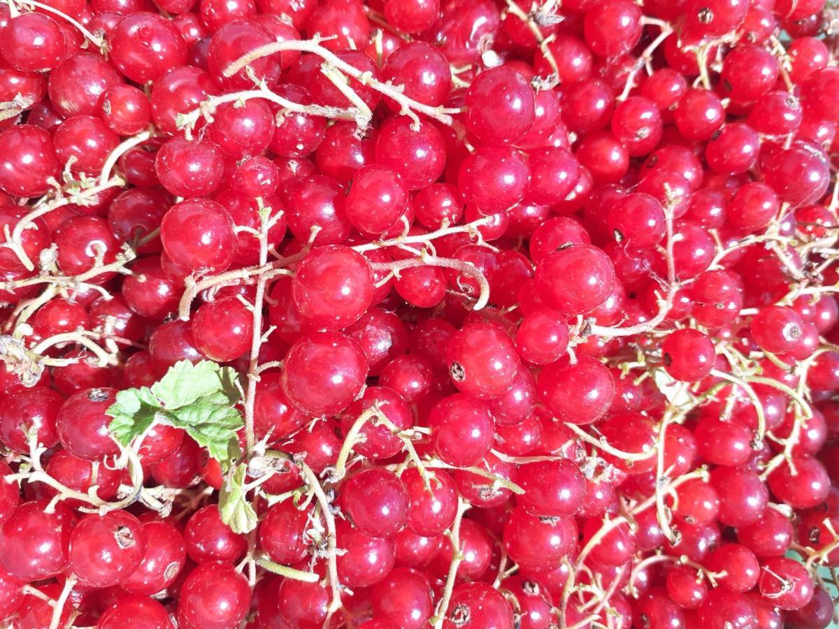 Ca Gennara Agri B&B Porretta Terme Kültér fotó