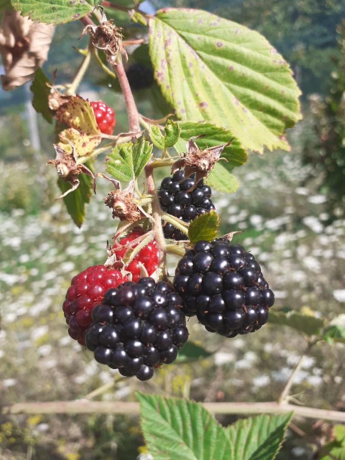 Ca Gennara Agri B&B Porretta Terme Kültér fotó